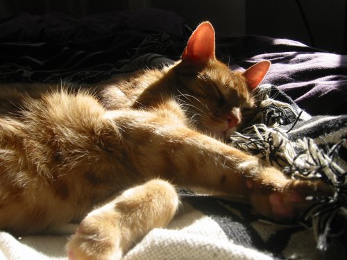 sangha_kitty.jpg